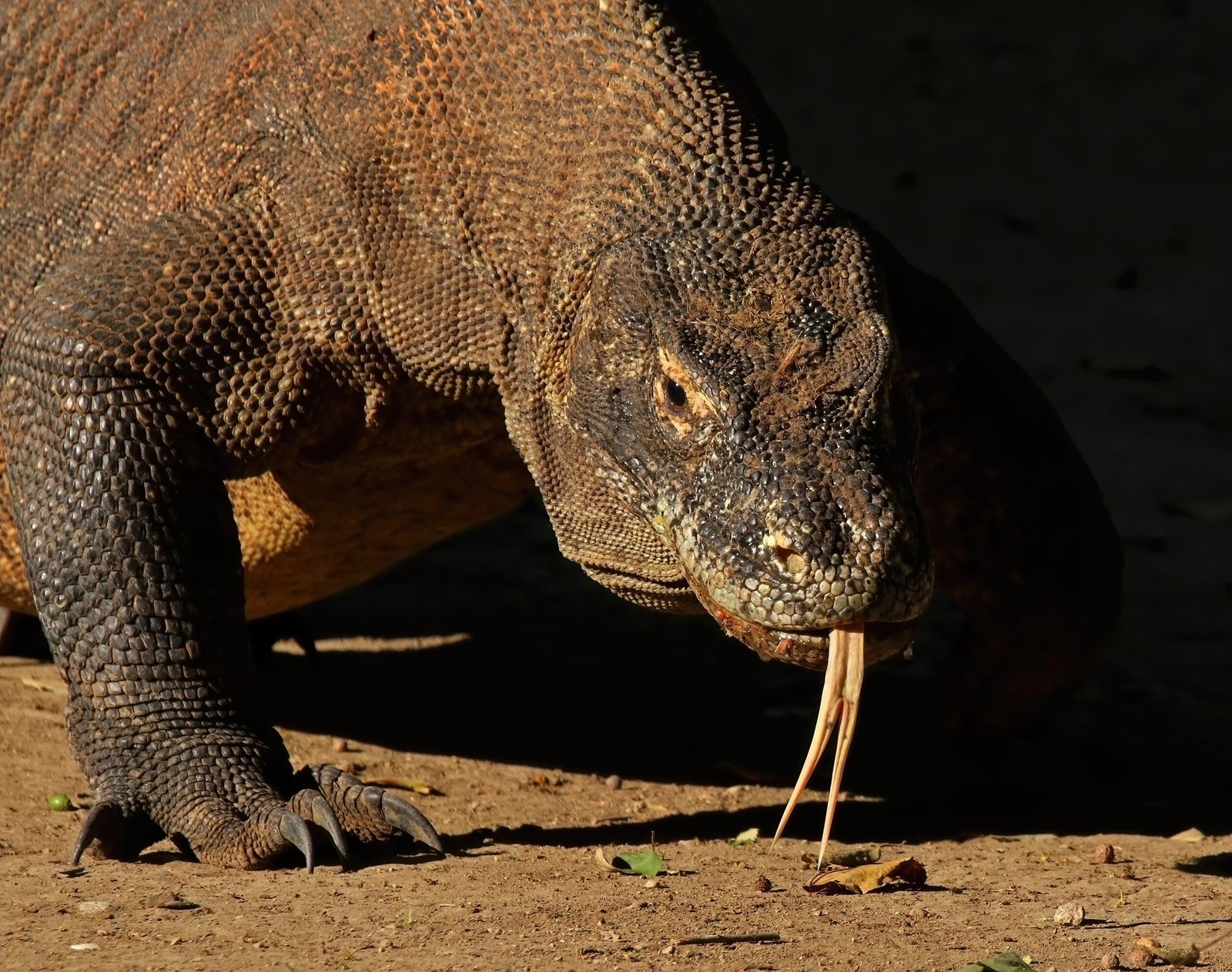 They Possess Both Ancient Venom and Bacterial Weapons (image credits: Own work, from Sharp Photography, sharpphotography, CC BY-SA 4.0, https://commons.wikimedia.org/w/index.php?curid=41641088)