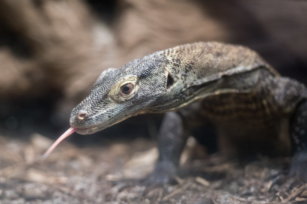 They Can Reproduce Without Males Through Virgin Births (image credits: flickr)