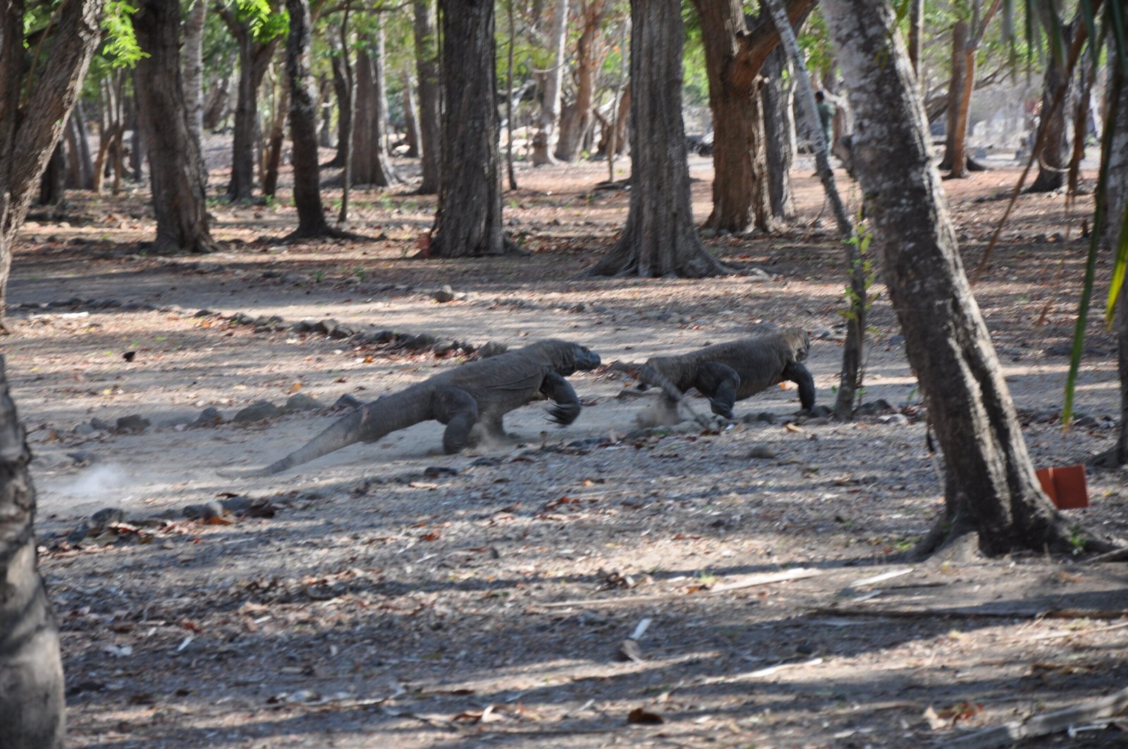 They Have Surprising Athletic Abilities Beyond Their Size (image credits: Wild Komodo dragon - Komodo island, CC BY 2.0, https://commons.wikimedia.org/w/index.php?curid=44012220)