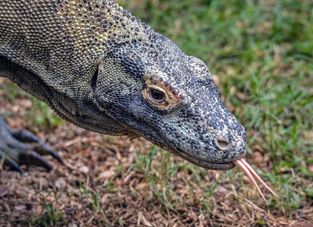 They Have Extraordinary Sensory Powers (image credits: unsplash)