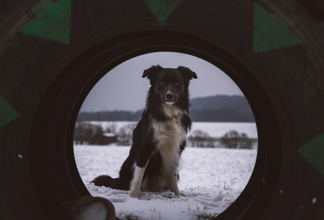 Why People Believe in Canine Astrology Despite the Evidence (image credits: unsplash)
