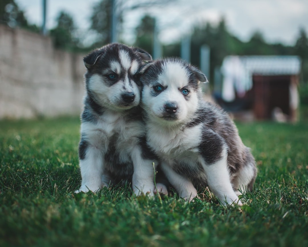The Real Factors That Determine Dog Personality (image credits: unsplash)
