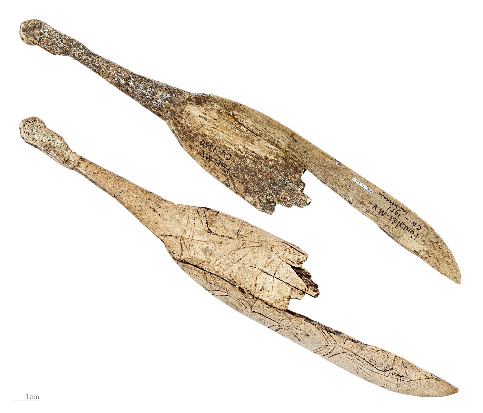 Ancient Bone Tools Push Back Human Technology by a Million Years (image credits: wikimedia)