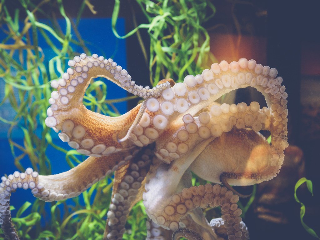 Octopuses Have Three Hearts and Blue Blood (image credits: flickr)