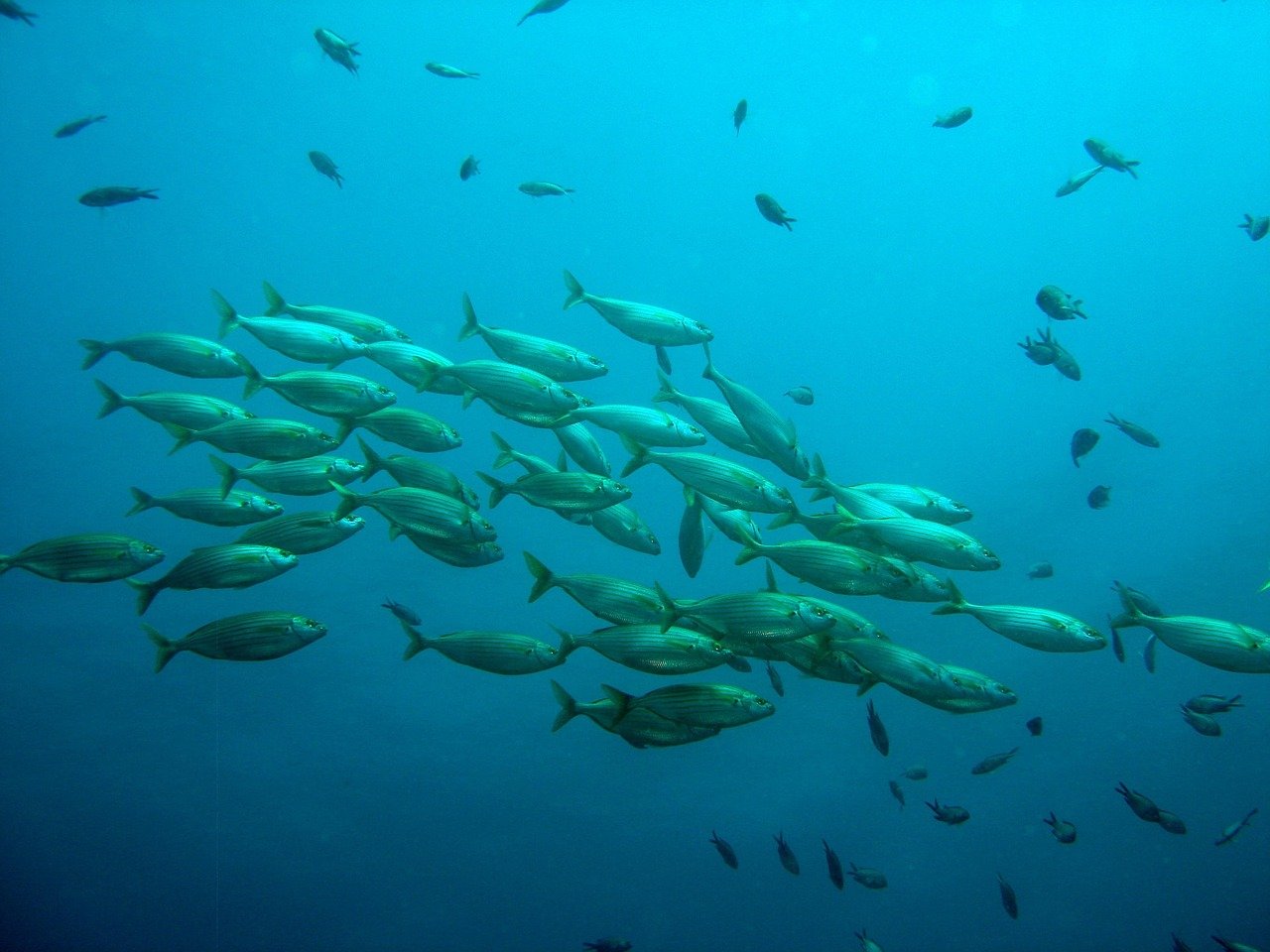 Fish Actually Communicate by Farting (image credits: pixabay)