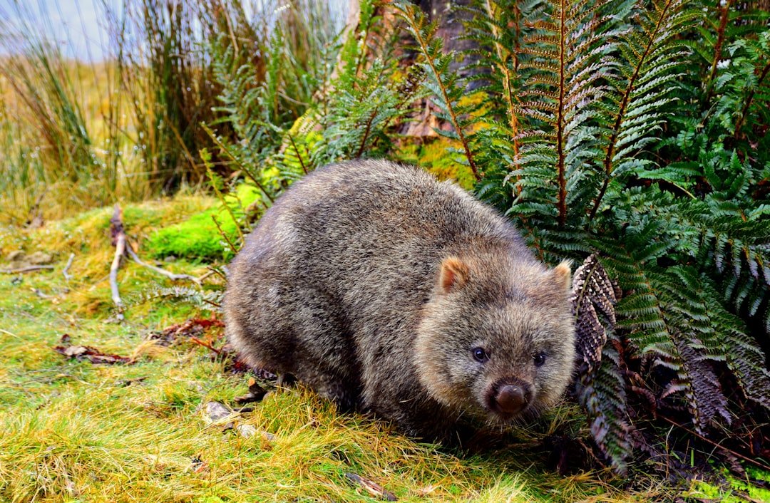 Wombats Produce Cube-Shaped Poop (image credits: unsplash)