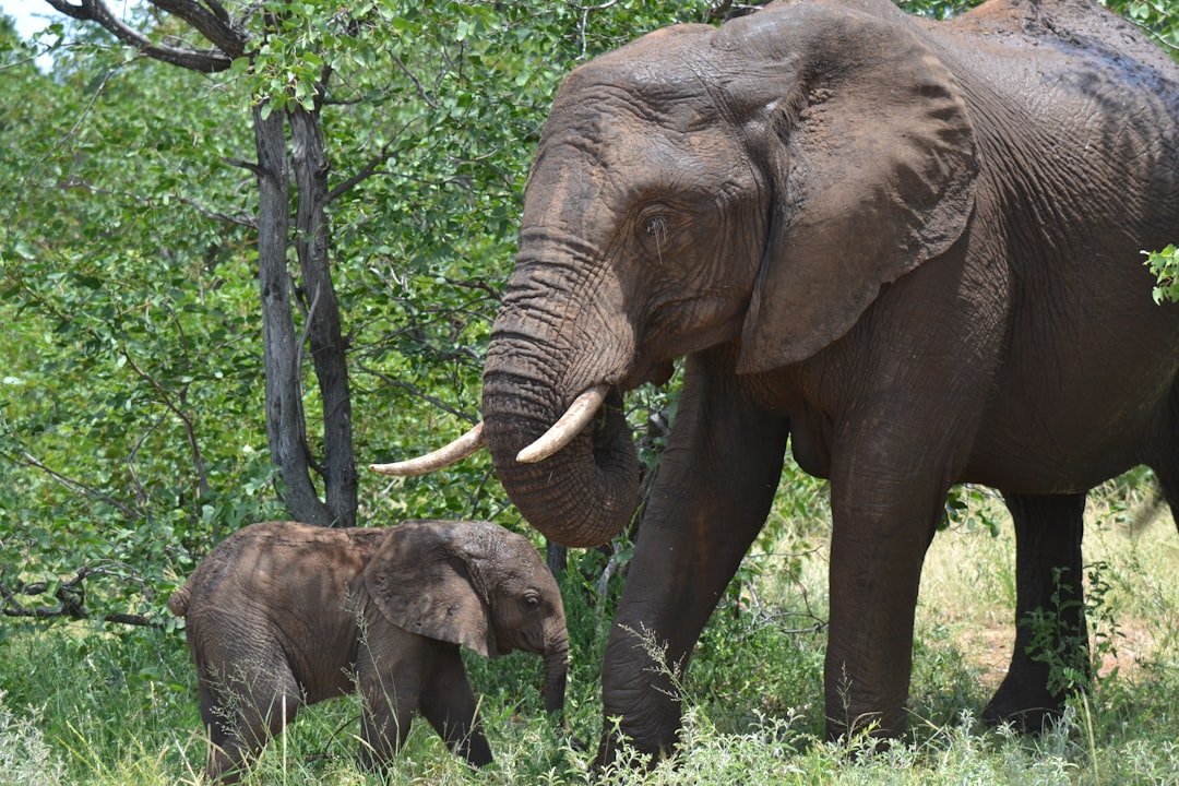 Memory Like a Map: Elephants That Recognize Themselves and Remember Water (image credits: unsplash)