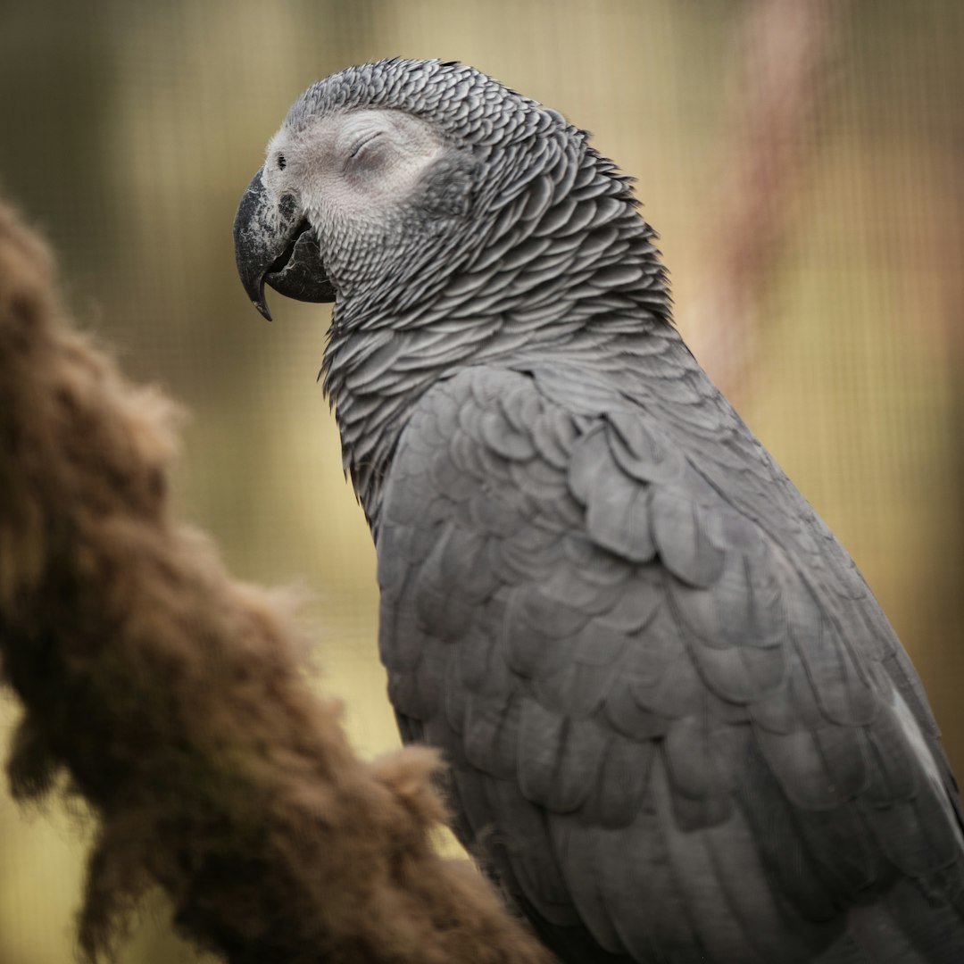 The Mathematicians of the Sky: Parrots That Grasp Categories and Numbers (image credits: unsplash)