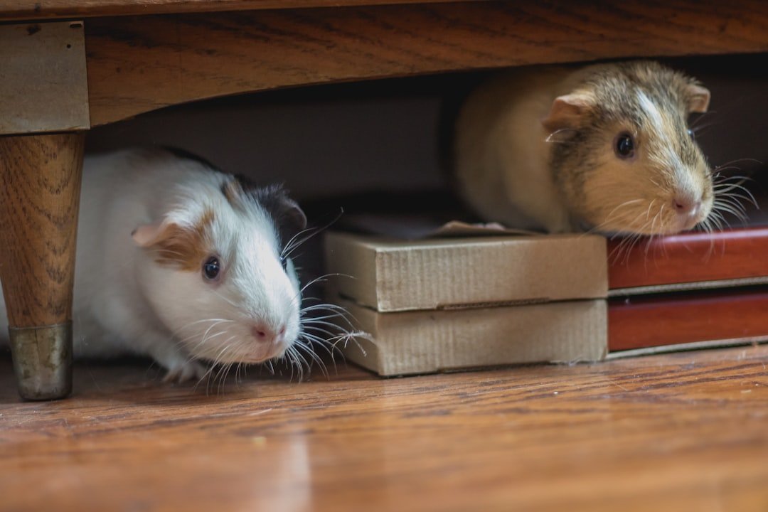 Quiet Acts of Kindness: Rats That Help, Even Without a Reward (image credits: unsplash)