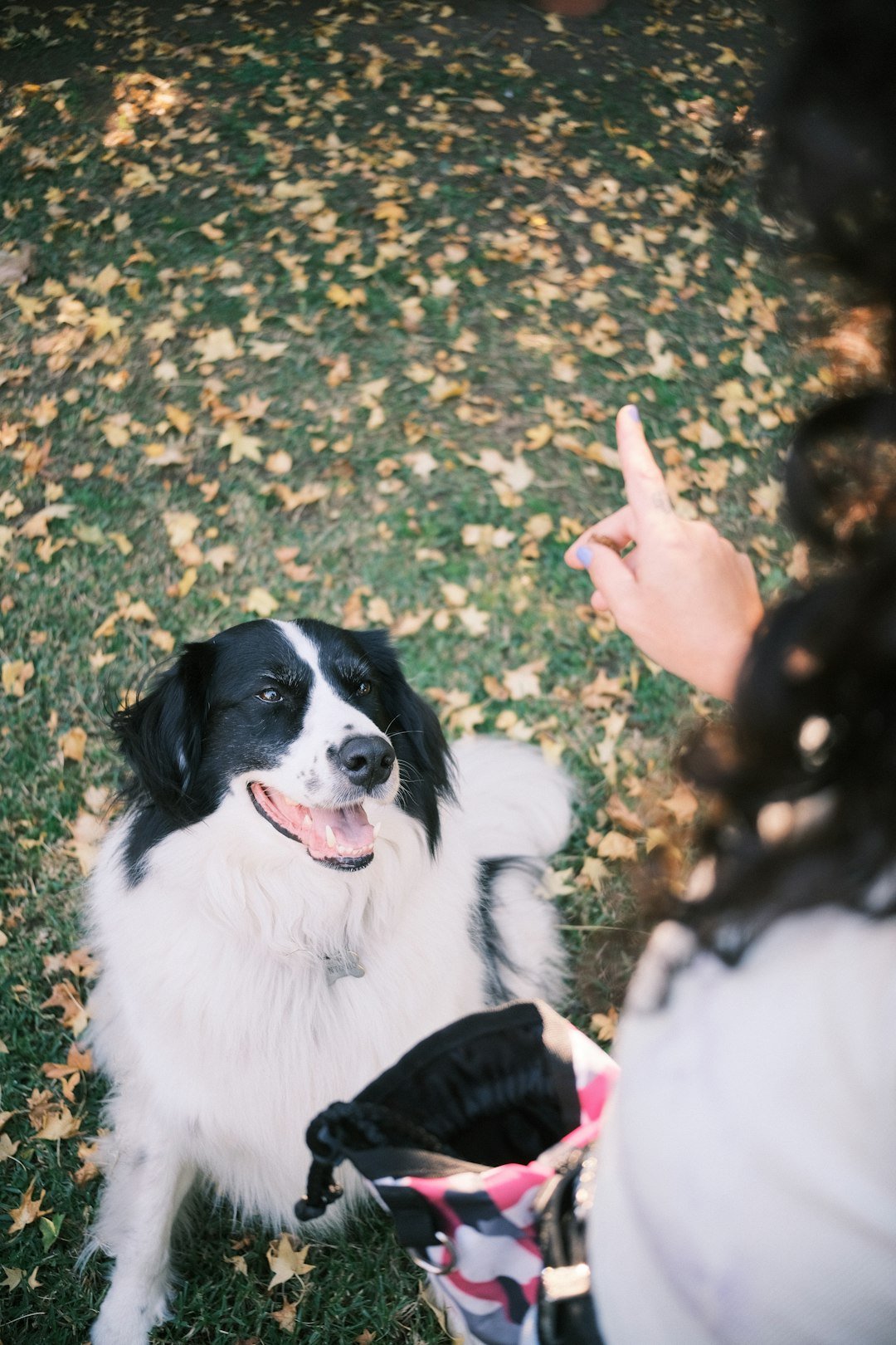 Best Friends, Sharp Minds: Dogs That Read Us Better Than We Think (image credits: unsplash)