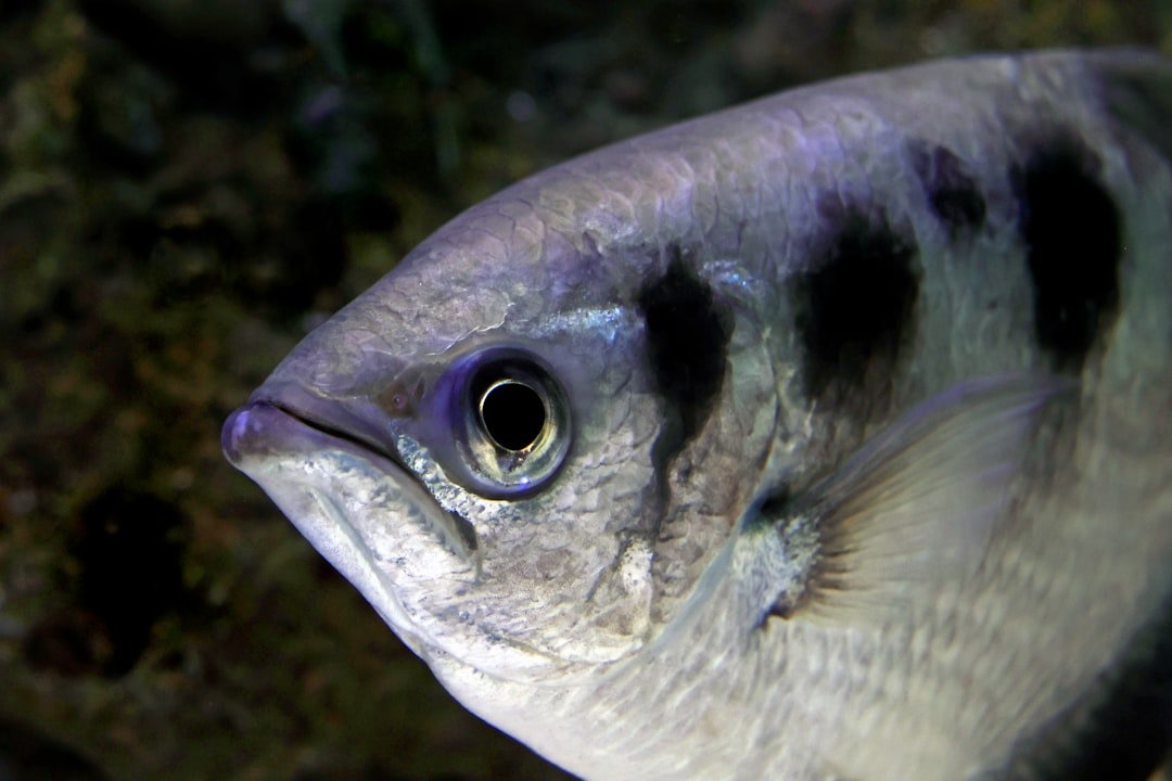 Faces in a Crowd: Fish That Recognize Individual Humans (image credits: unsplash)