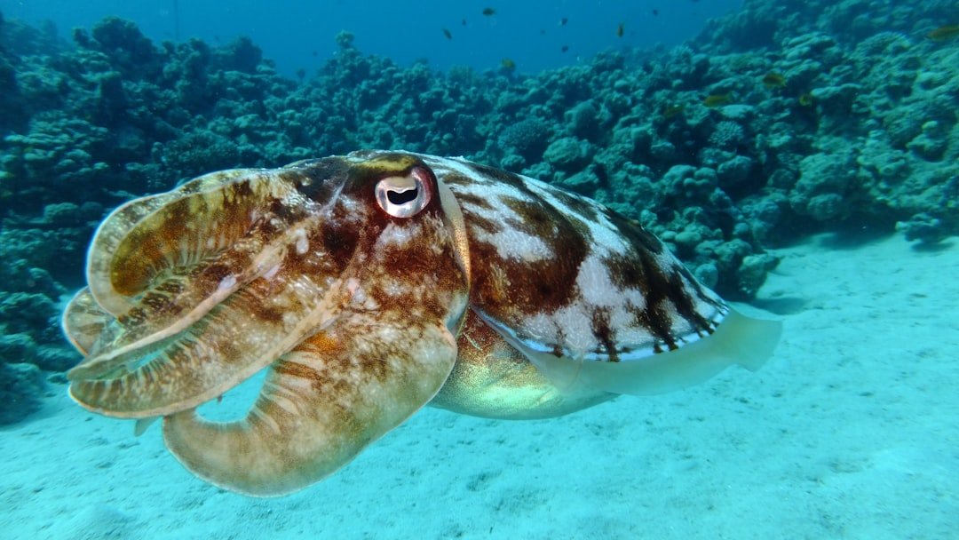 Self‑Control Underwater: Cuttlefish That Wait for the Better Reward (image credits: unsplash)