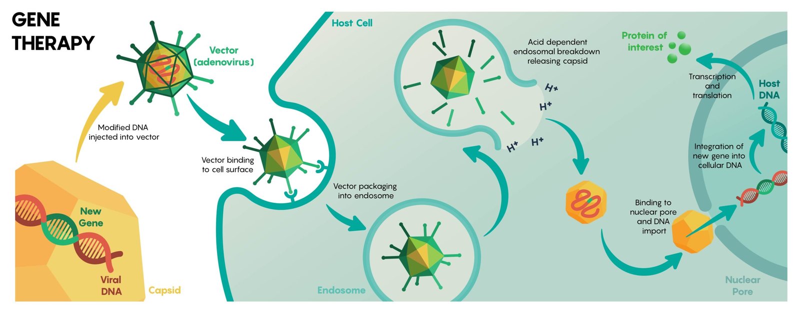 Delivery: The Last Mile into the Right Cell (image credits: wikimedia)