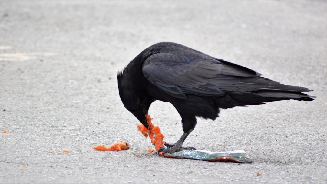 The Hidden Clues: Crows that manufacture tools and plan ahead (image credits: unsplash)