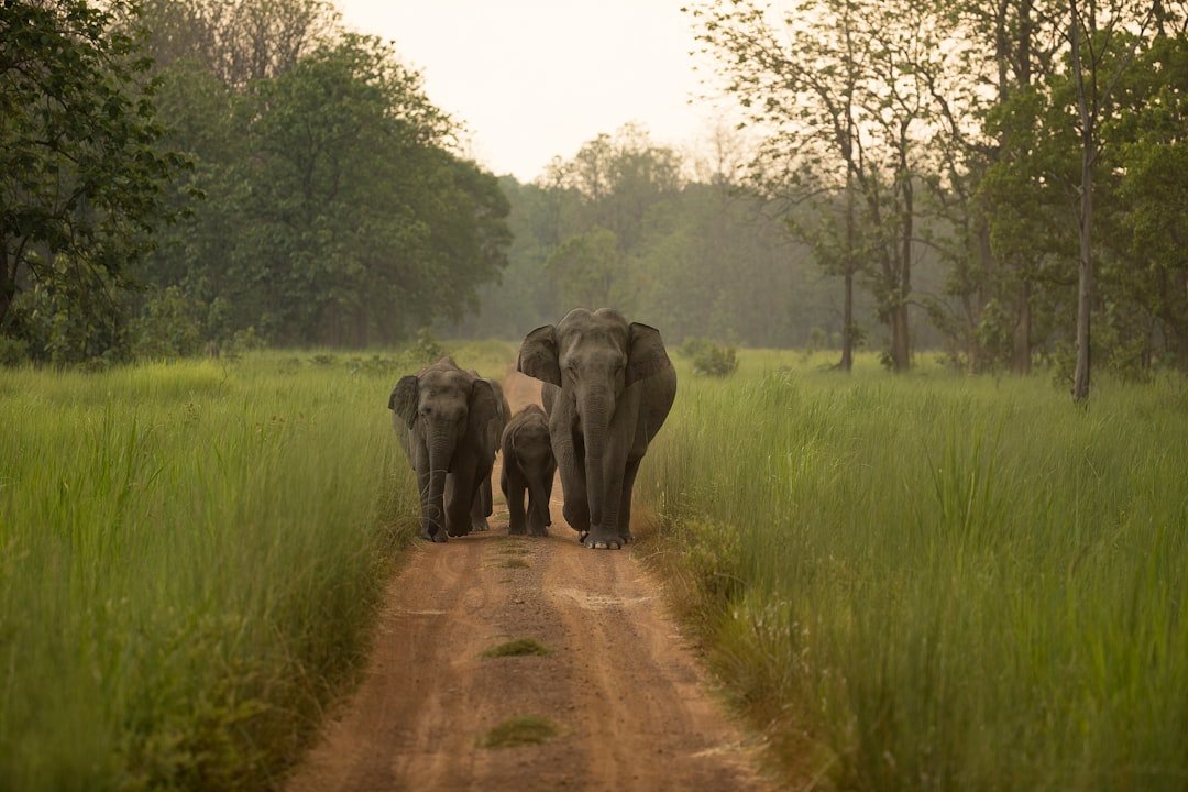 Memory on the Move: Elephants, maps in their heads and empathy in their actions (image credits: unsplash)