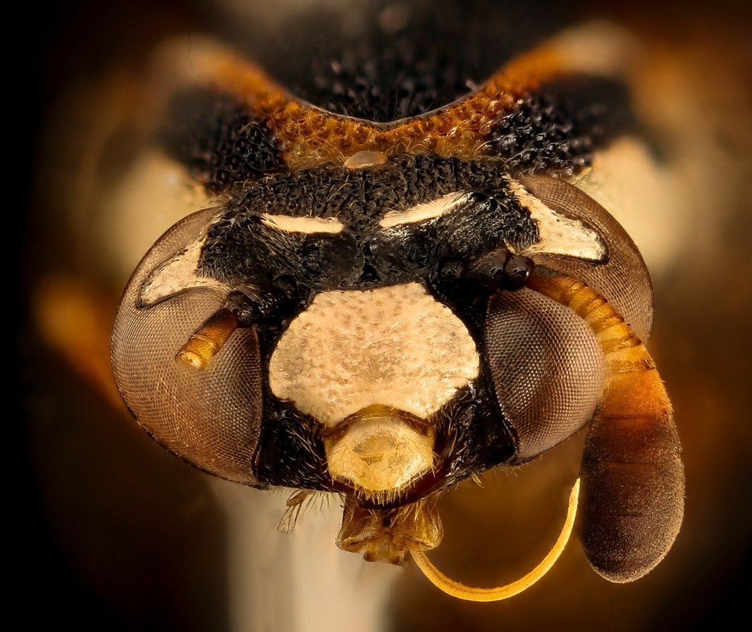 Small Brains, Big Numbers: Bees can handle zero and make choices (image credits: unsplash)