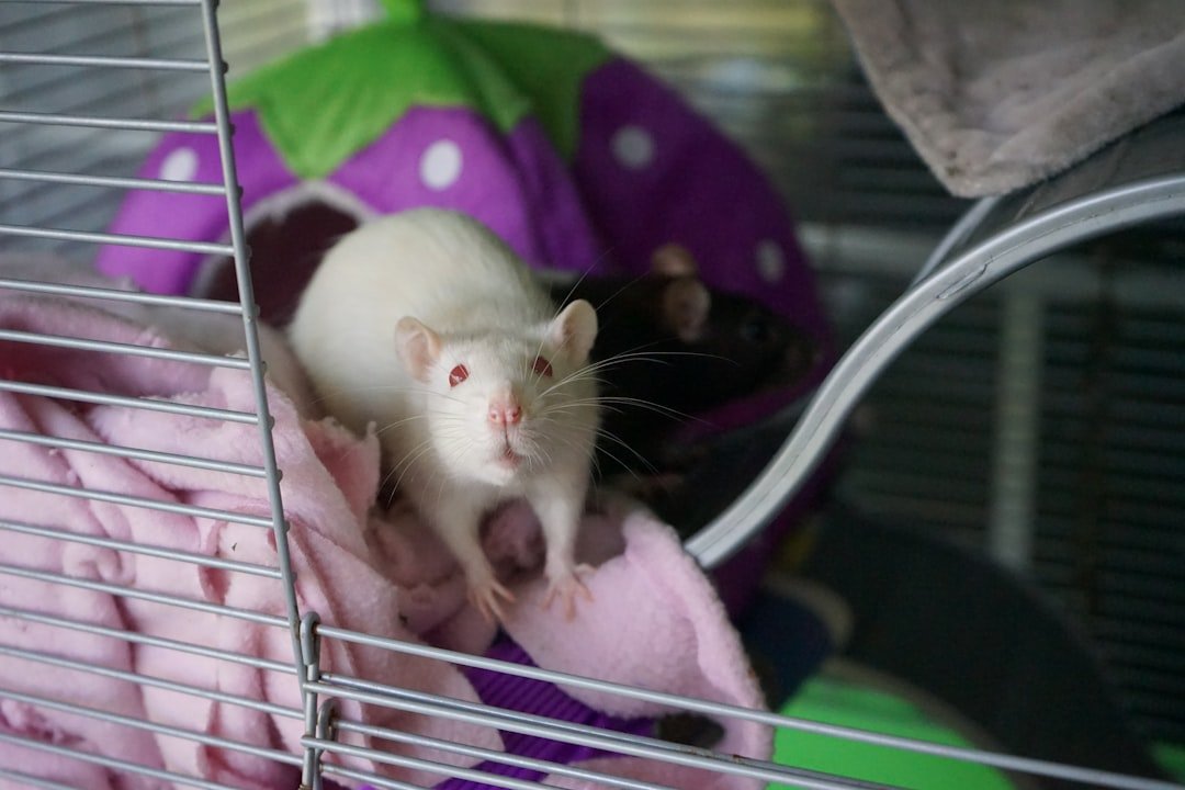 Laughter and Rescue: Rats show empathy, play, and relief (image credits: unsplash)