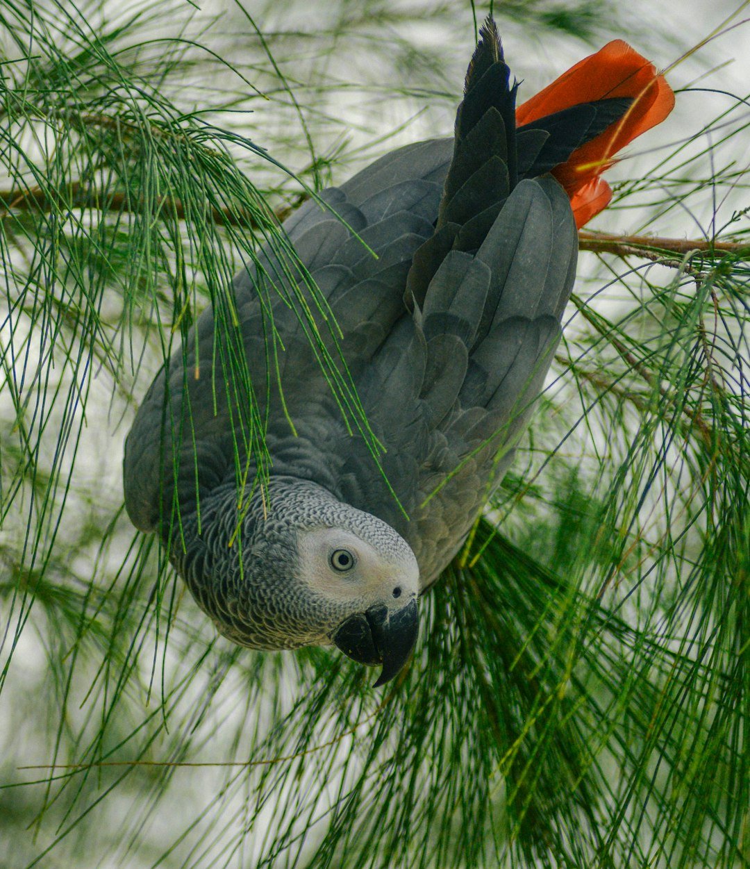 Grammar in Feathers: Parrots reason about categories and take turns (image credits: unsplash)