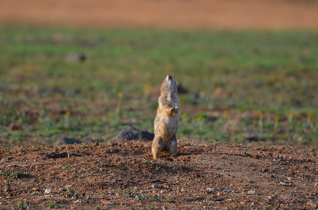 The Prairie Dictionary: Alarm calls with details, not just noise (image credits: wikimedia)