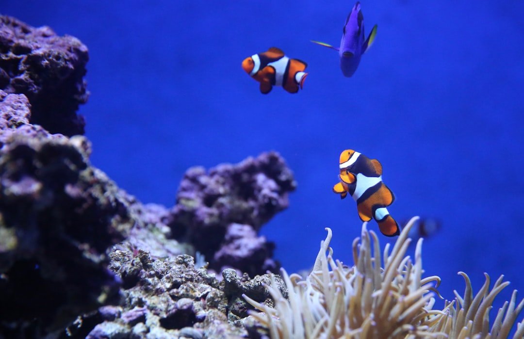 Minds Underwater: Fish culture, farming, and unlikely alliances (image credits: unsplash)