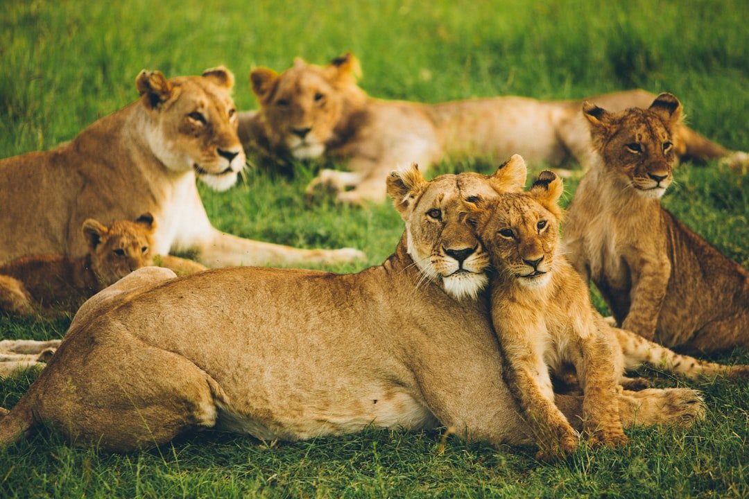 Social Architects of the Savanna (image credits: unsplash)