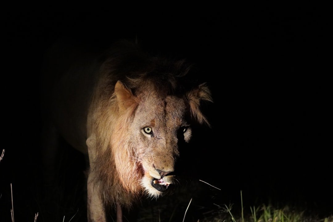 Night Tactics and Teamwork (image credits: unsplash)