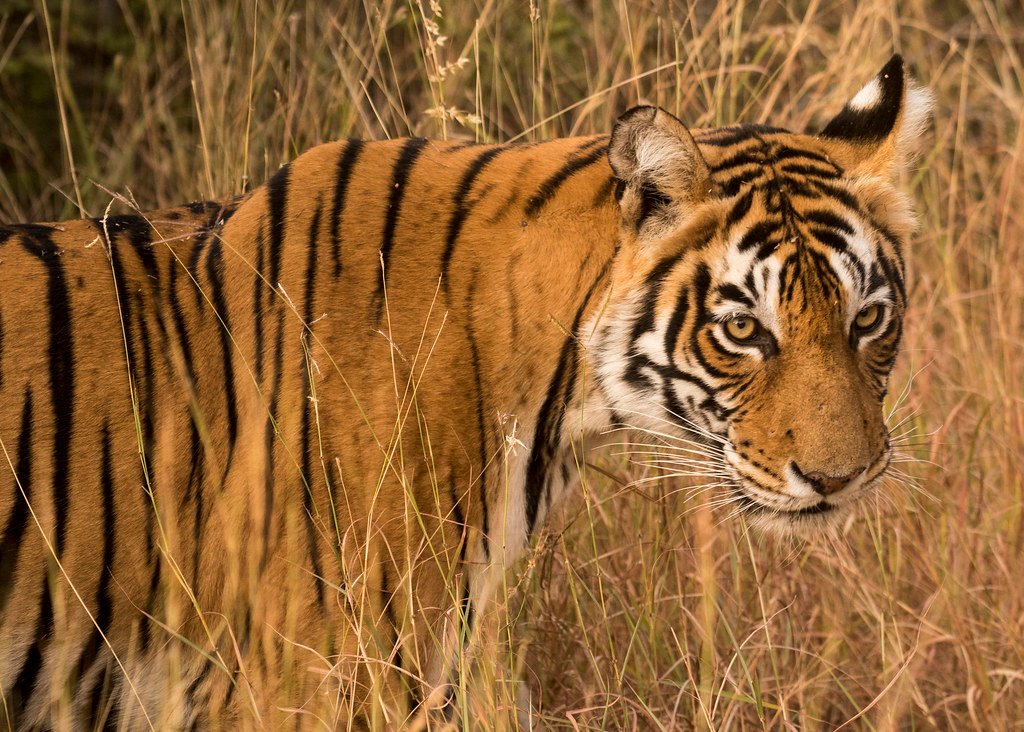 The Genetic Blueprint Behind Every Stripe (image credits: flickr)