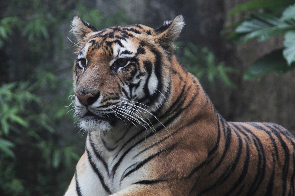 Why Every Tiger is a Unique Masterpiece (image credits: rawpixel)