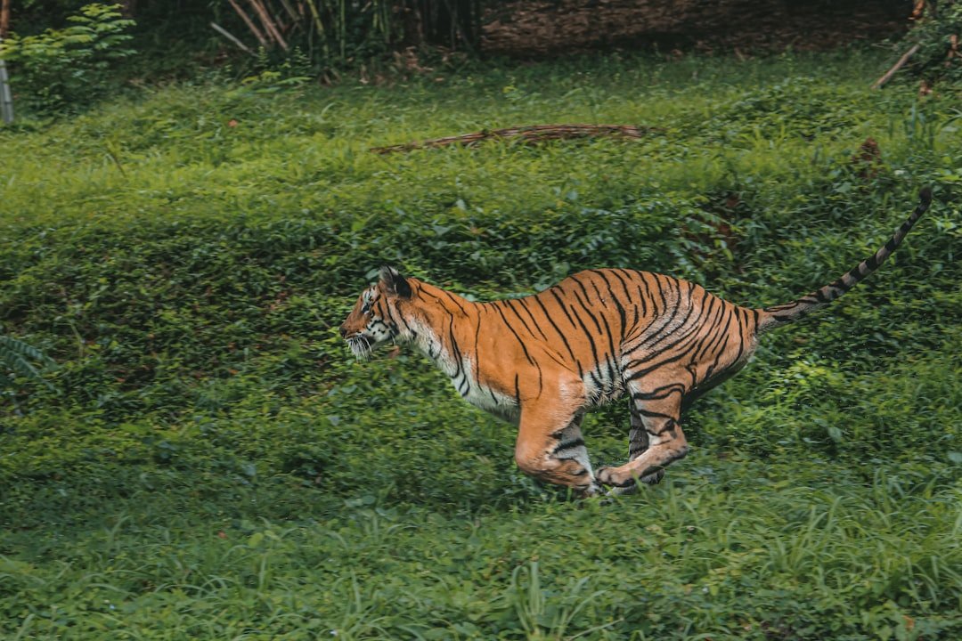 Stripes That Extend Beyond Fur (image credits: unsplash)