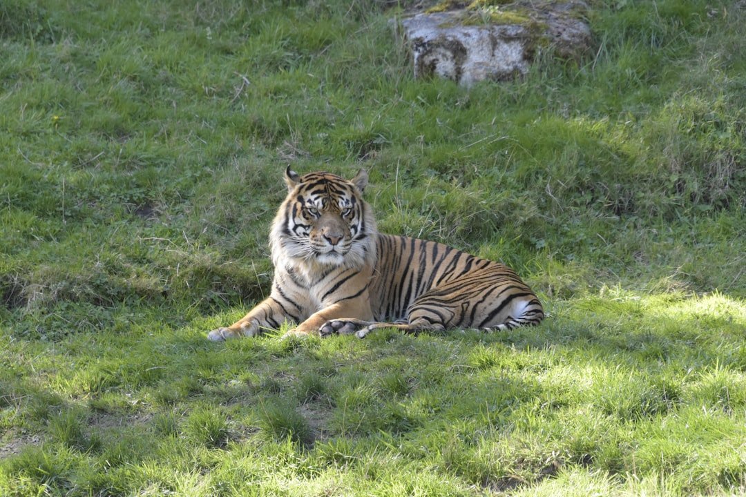 The Evolutionary Purpose of Stripes (image credits: unsplash)