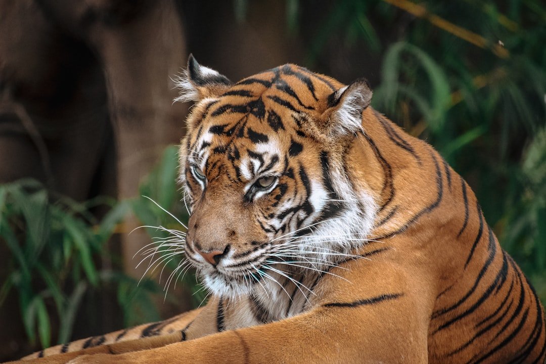 Rare Genetic Variations Create Extraordinary Tigers (image credits: unsplash)