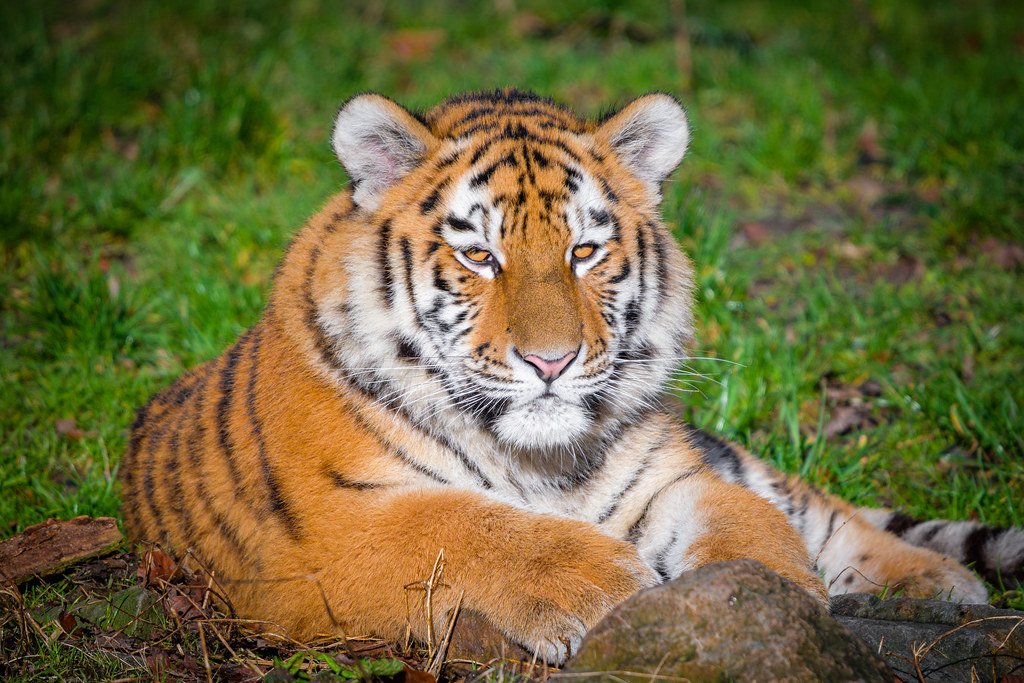 Conservation Through Stripe Recognition (image credits: flickr)