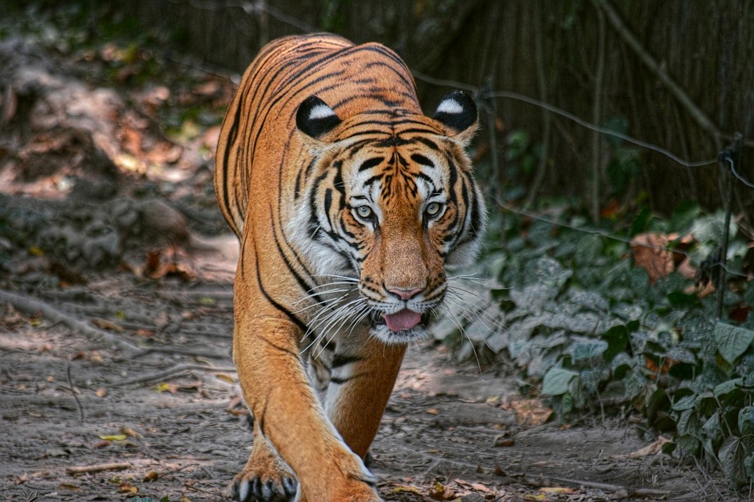 Technology Meets Tiger Stripes (image credits: unsplash)