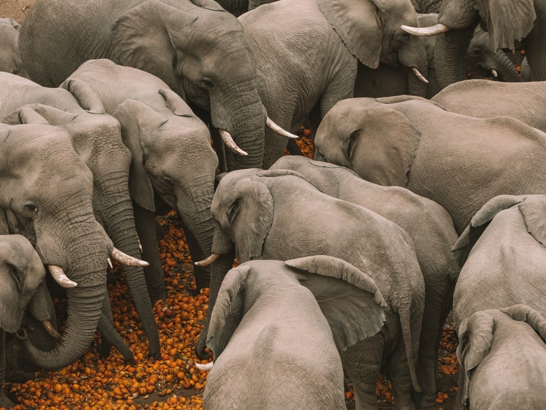 Cross-Species Comparisons (image credits: unsplash)
