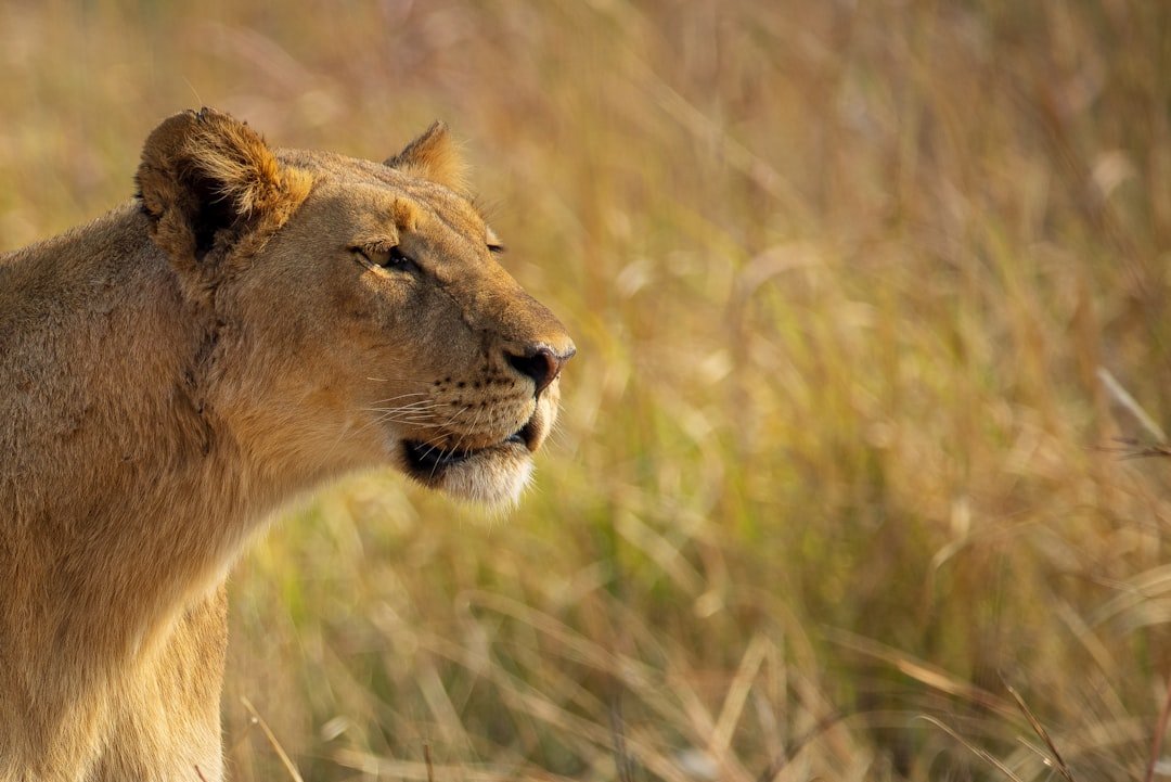 Heat, Drought, and Prey on the Move (image credits: unsplash)