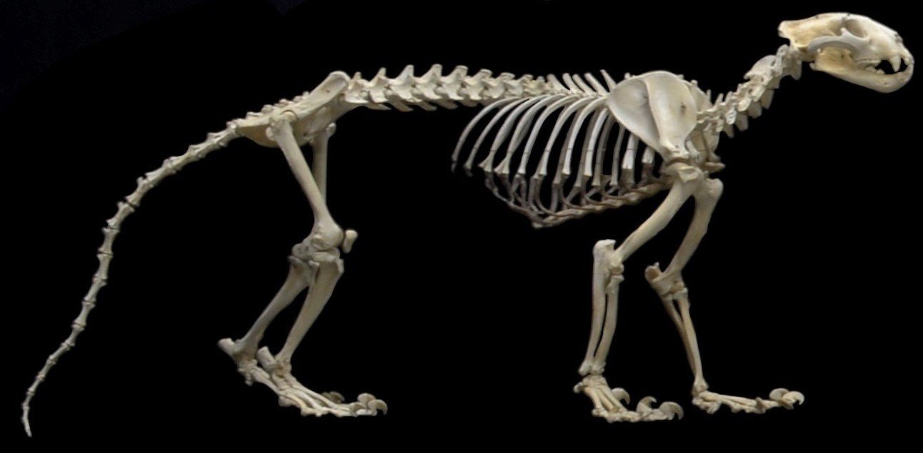 The Biomechanics of a Ghost (image credits: wikimedia)