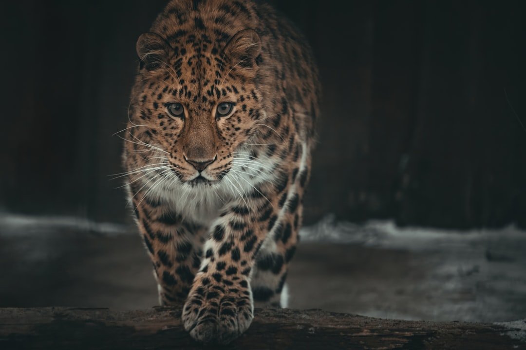 The Silent Step (image credits: unsplash)