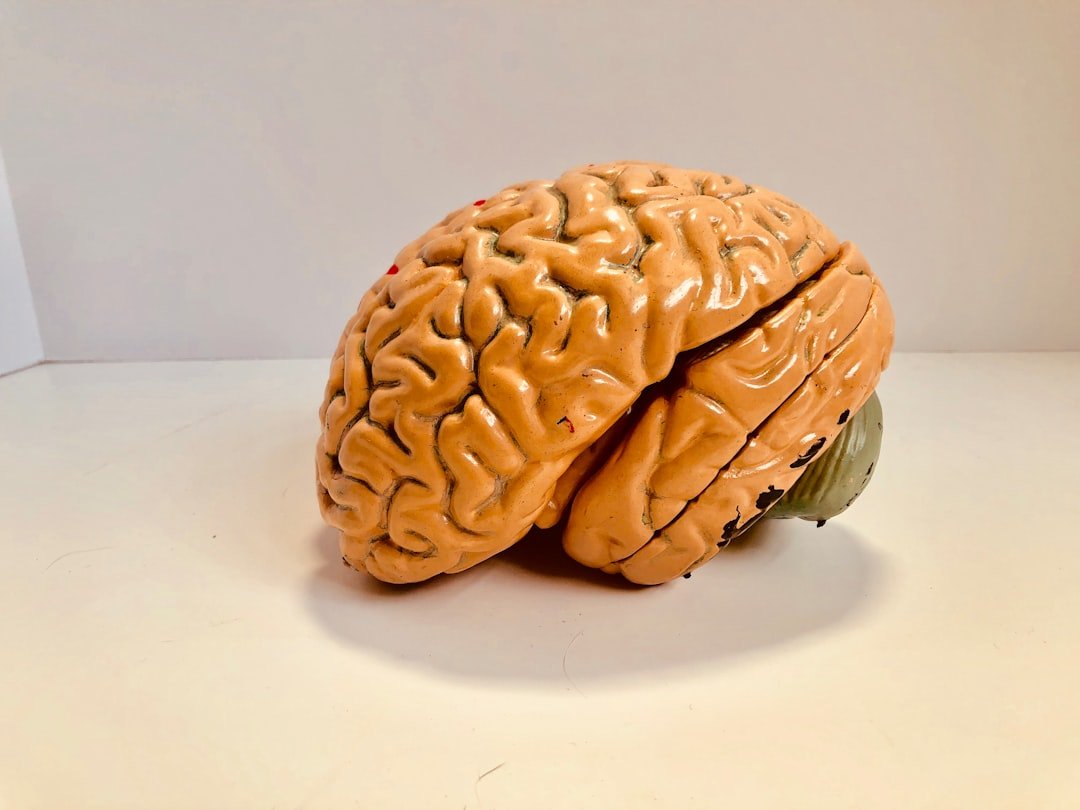 The Body–Brain Loop (image credits: unsplash)