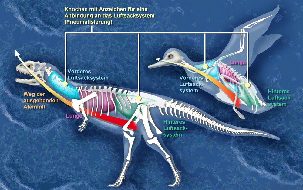 Birds as Living Dinosaurs (image credits: wikimedia)
