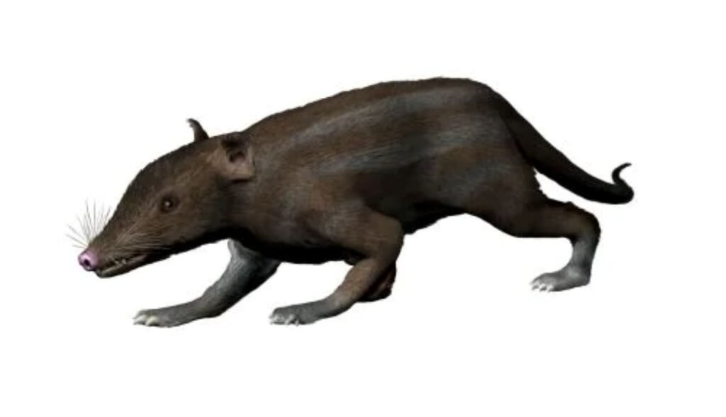 The Surprising Diversity of Mesozoic Mammals