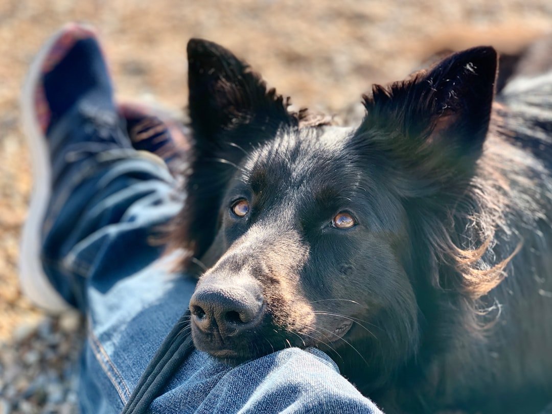 They Show Genuine Empathy and Comfort-Seeking Behaviors (image credits: unsplash)