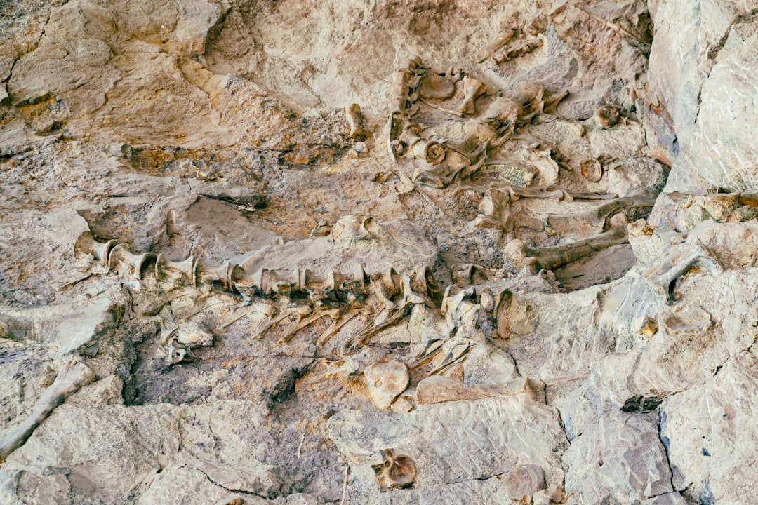 Fossil Proteins Bridge Millions of Years (image credits: unsplash)