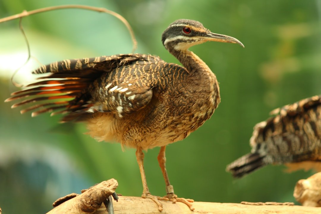 Genomic Fossils Hidden in Modern Birds (image credits: unsplash)