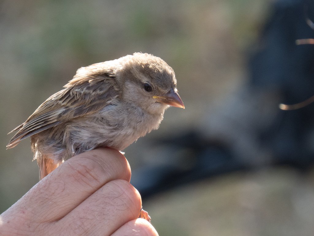 The Living Dinosaur Reality (image credits: flickr)