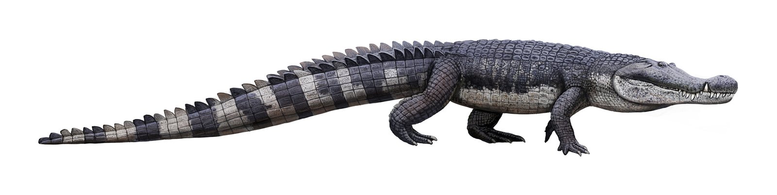 Deinosuchus: The Terrible Crocodile That Ate Dinosaurs (image credits: By Andrey Atuchin, CC BY-SA 4.0, https://commons.wikimedia.org/w/index.php?curid=68815256)