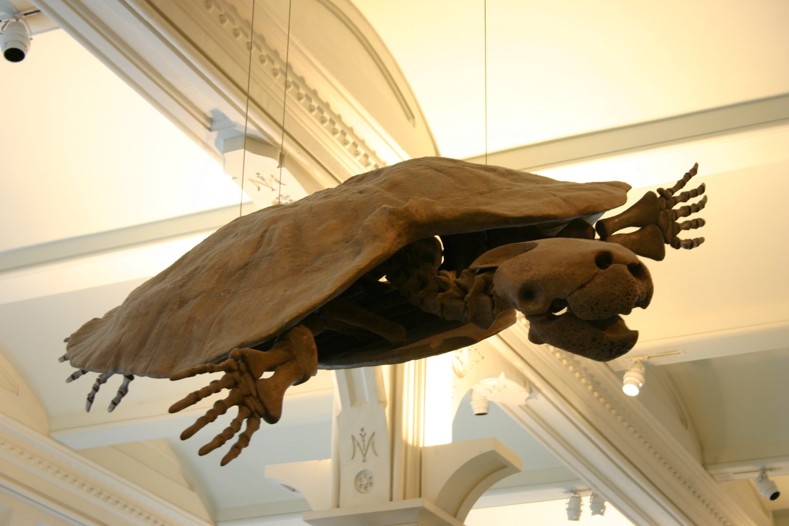Stupendemys: The Freshwater Giant (image credits: wikimedia)