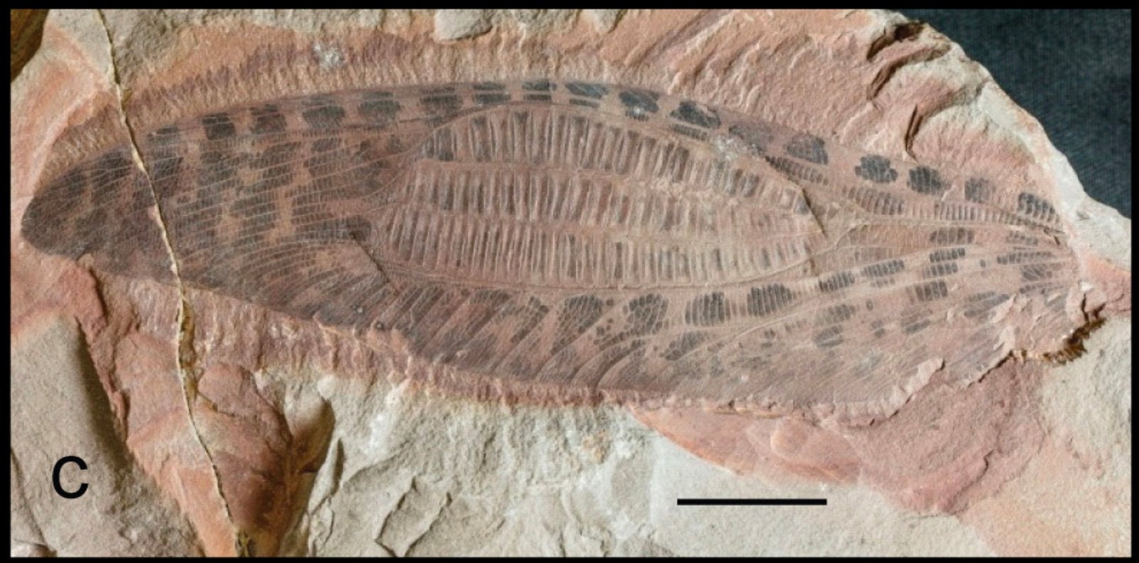 Titanoptera: Prehistoric Flying Giants (image credits: McLean, G. 2024. Sydney Basin in the Triassic—a review of the geology, flora and fauna, and ecosystems. The Hawkesbury Sandstone. Technical Reports of the Australian Museum Online 40: 1–44.https://doi.org/10.3853/j.1835-4211.40.2024.1902, CC BY 4.0, https://commons.wikimedia.org/w/index.php?curid=164510940)