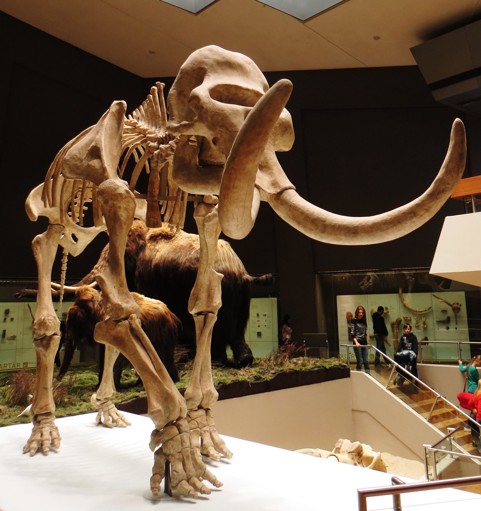 Steppe Mammoth: The Largest Elephant That Ever Lived (image credits: wikimedia)