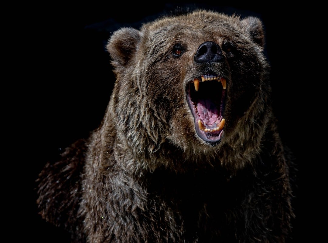 Aries: The Fearless Grizzly Bear (image credits: unsplash)