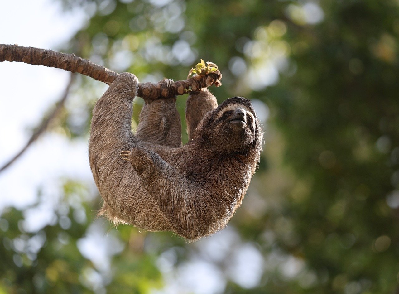 Taurus: The Patient Sloth (image credits: pixabay)